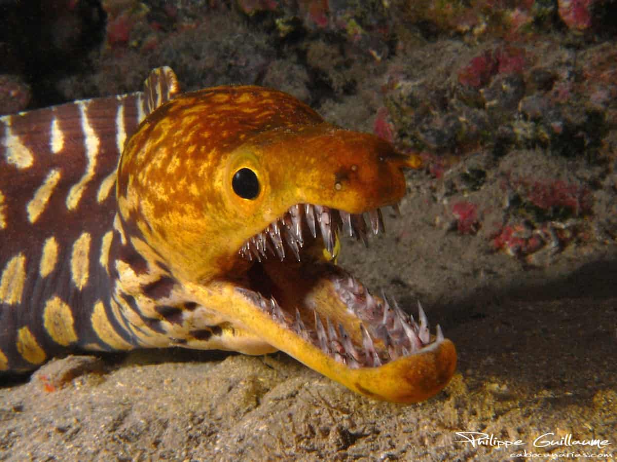 Diving in Canary Islands - Spain