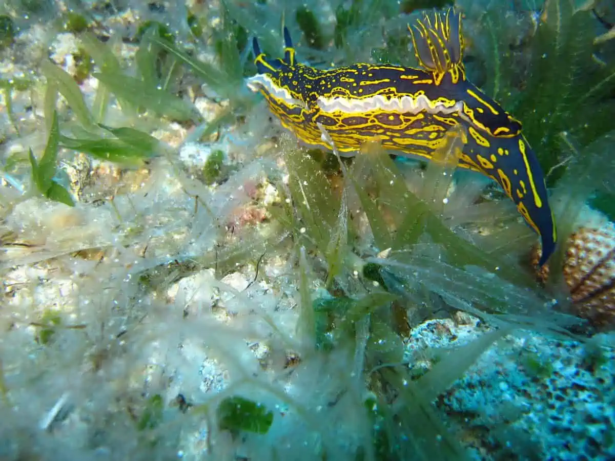 Diving in Chios Island - Greece