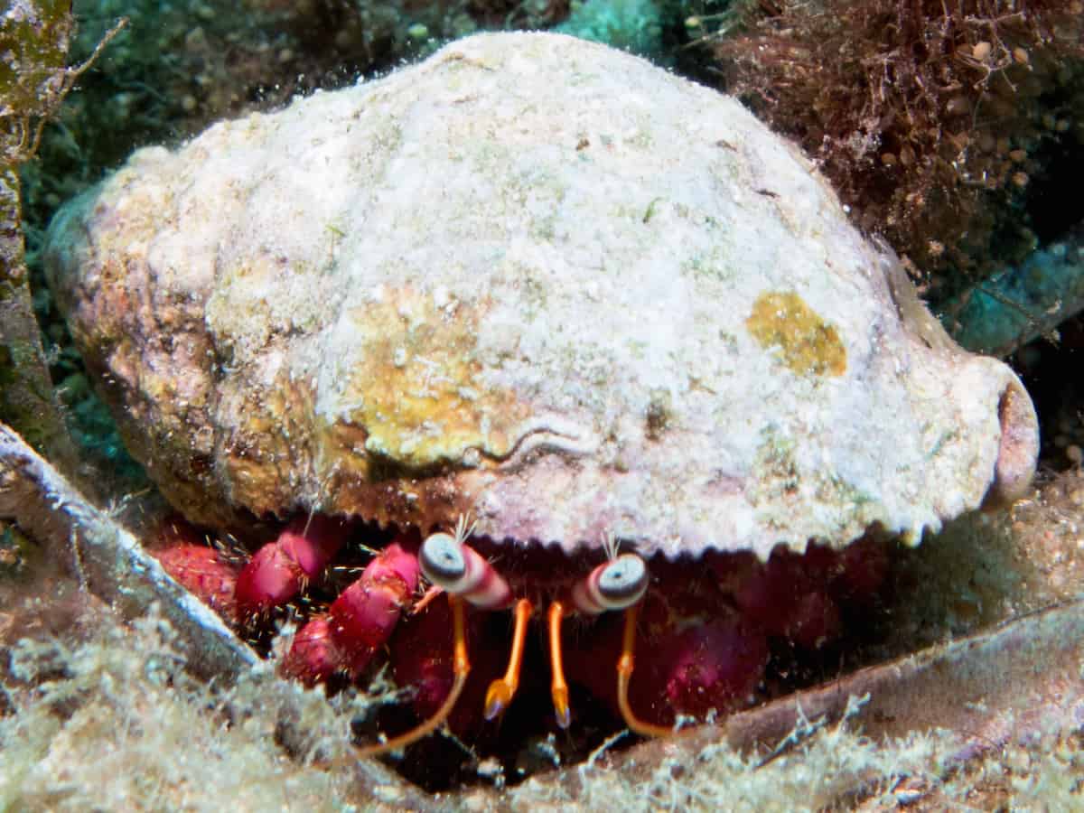 Diving in Cirkewwa - Malta