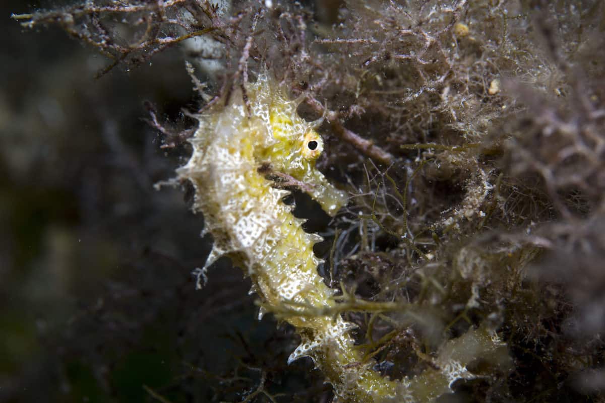 Diving in Gozo - Malta