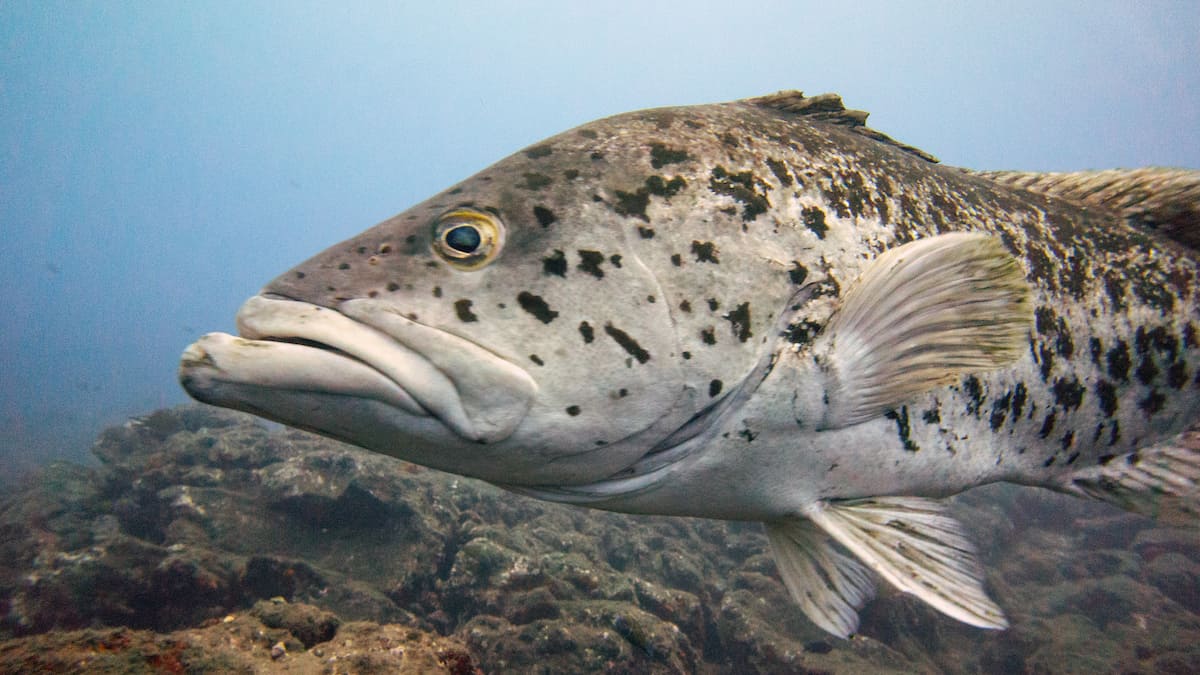 Diving in Madeira Island