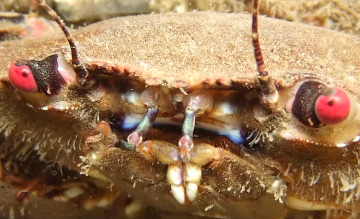 Diving in Scotland