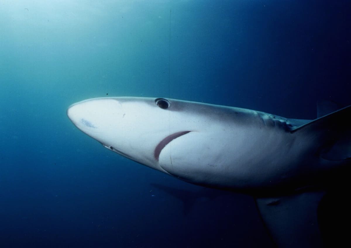 Diving with Blue Sharks in Azores