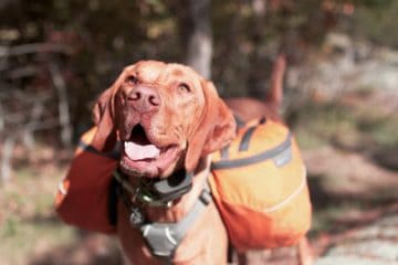 dog hiking gear