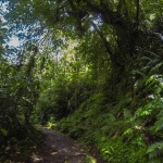 Hiking the Untamed Wilderness of Dominica