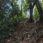 Hiking the Untamed Wilderness of Dominica