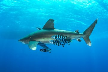 Egypt liveaboard