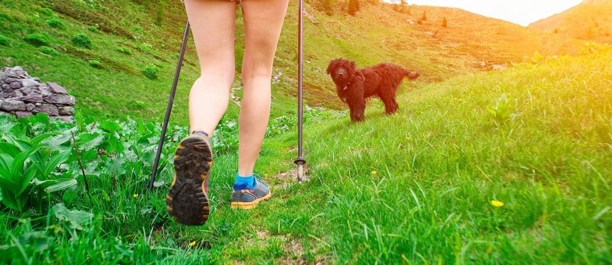 hiking with dogs