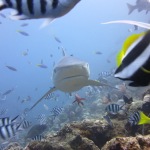 Scuba Diving with Sharks (Fiji)