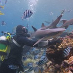 Scuba Diving with Sharks (Fiji)