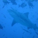 Scuba Diving with Sharks (Fiji)