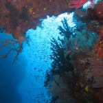 Scuba Diving with Sharks (Fiji)