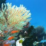 Scuba Diving with Sharks (Fiji)