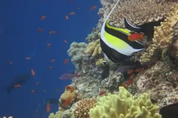 Scuba Diving with Sharks (Fiji)