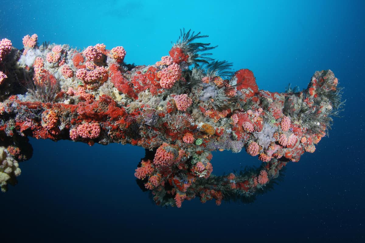 Iro Maru Wreck - Palau