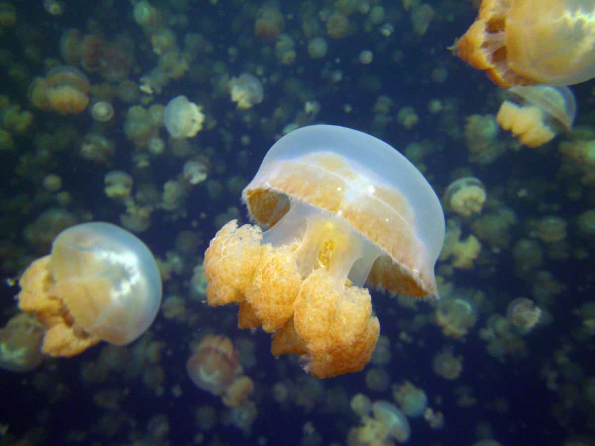 Jellyfish Lake - Palau