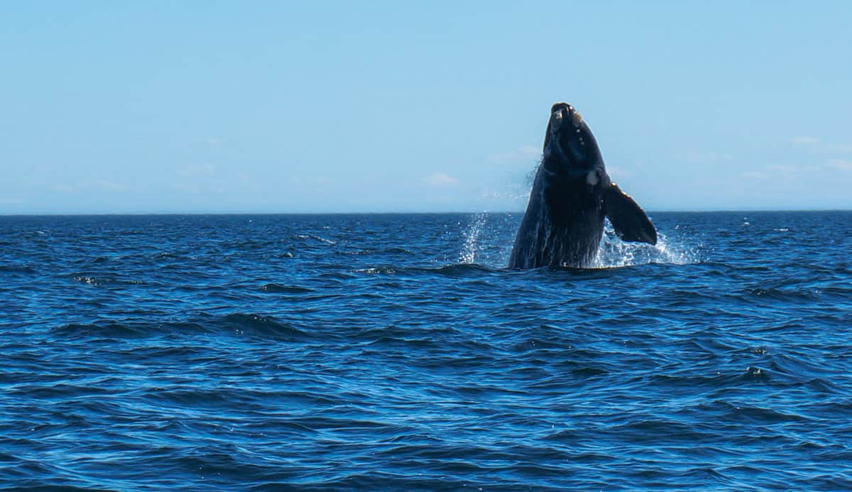 whale watching peninsula valdes