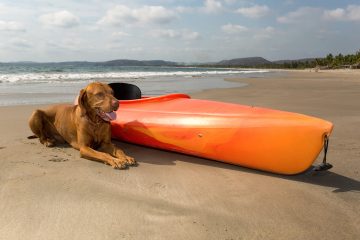 kayaking with a dog