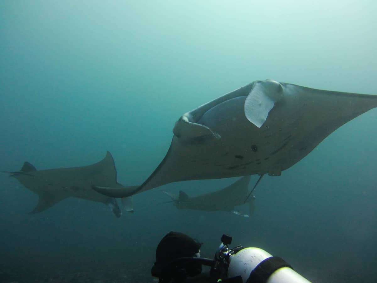 Komodo - Indonesia