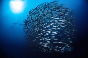 Liveaboard Diving Guide to the Northern Pacific