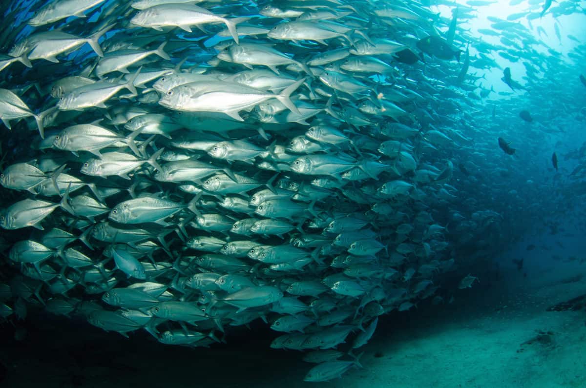 Liveaboard Diving in Cocos Island, Costa Rica