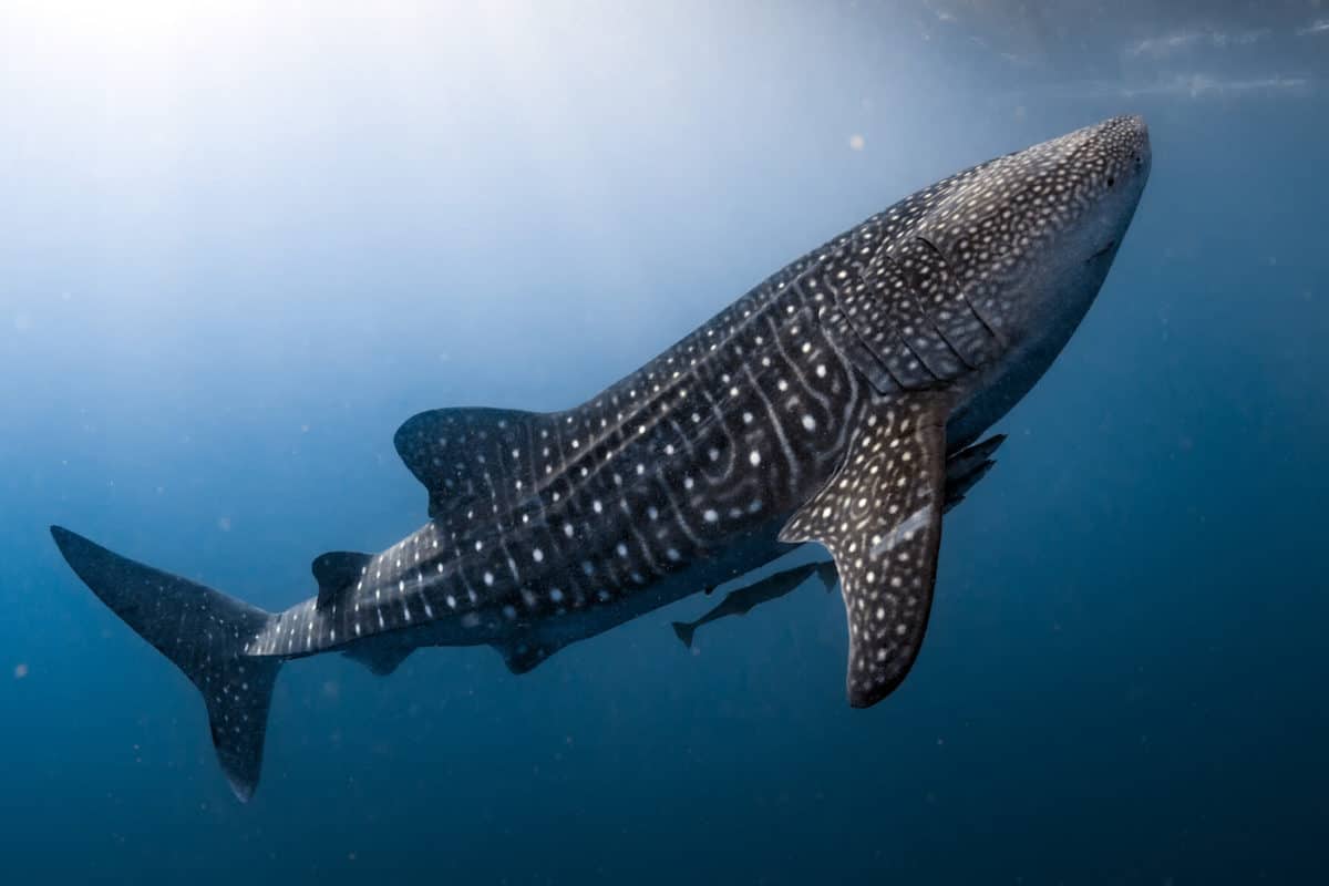 Liveaboard Diving in Djibouti