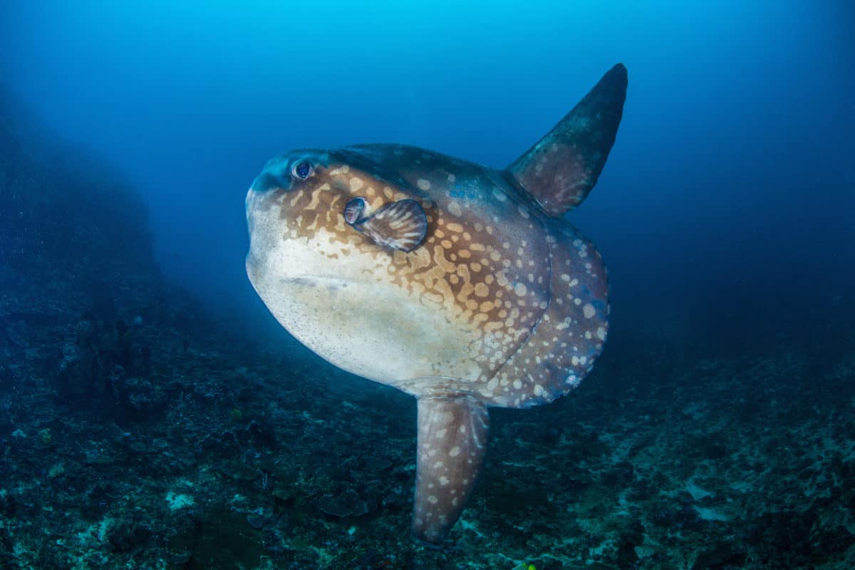 Liveaboard Diving in Galapagos Islands, Ecuador