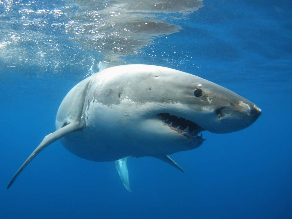 Liveaboard Diving in Guadalupe Island, Mexico