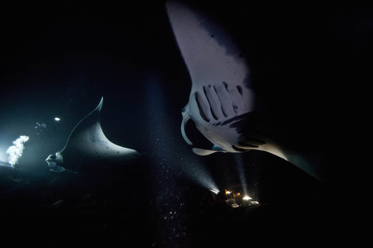 Liveaboard Diving in Hawaii, USA