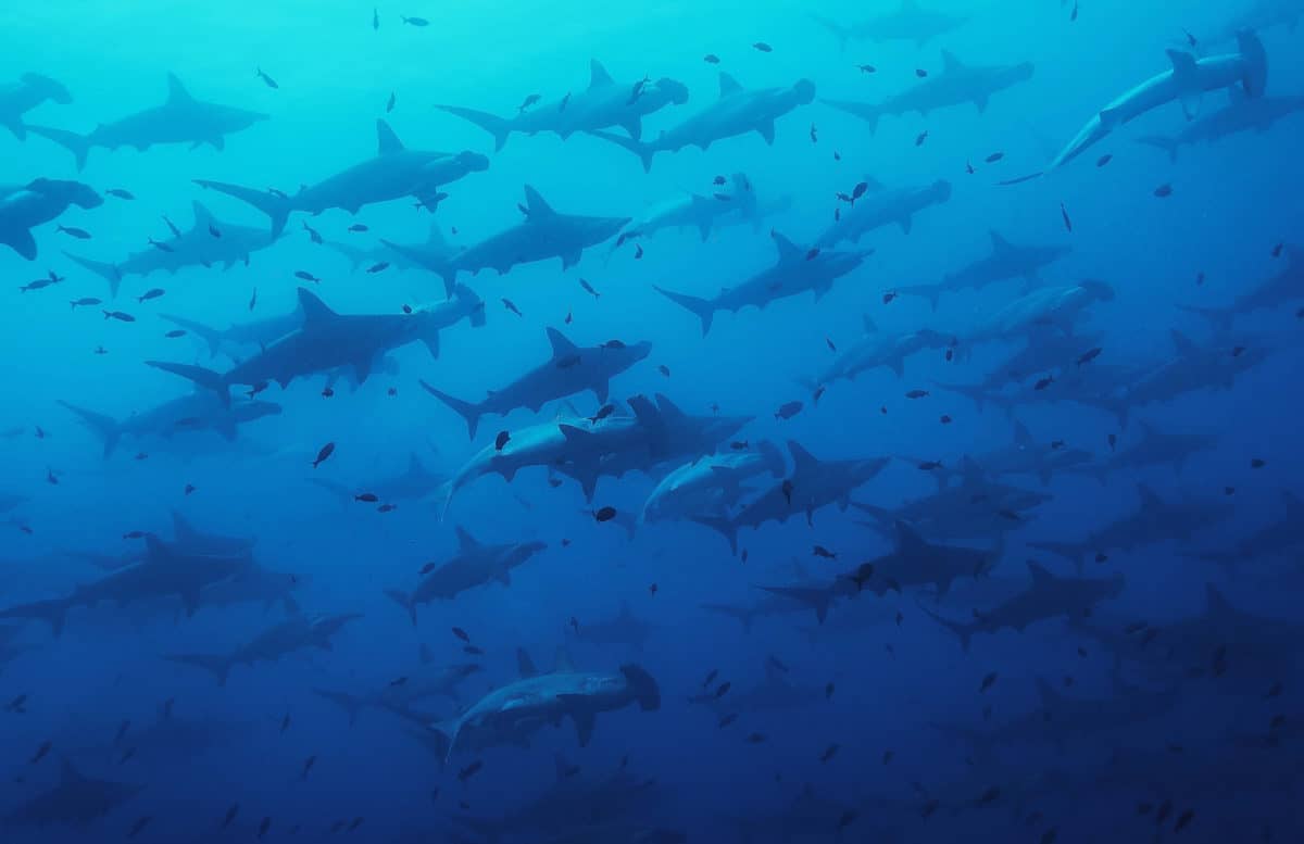 Liveaboard Diving in Malpelo Island, Colombia