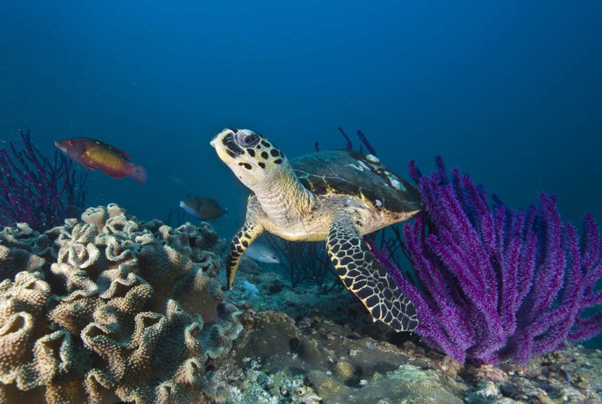 Liveaboard Diving in Oman