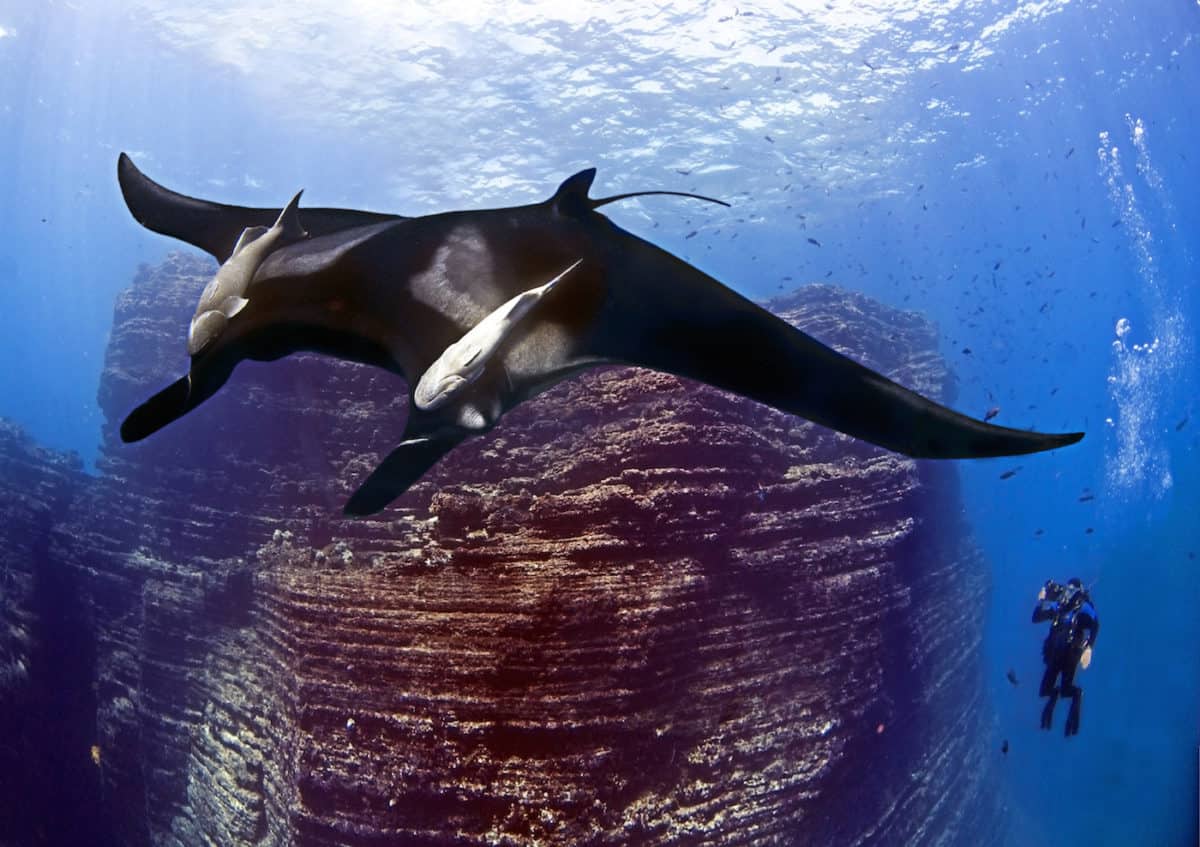 Liveaboard Diving in socorro, Mexico