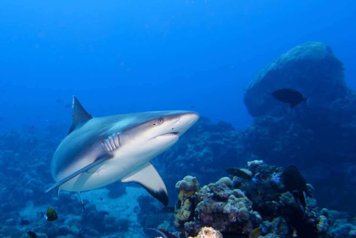 Liveaboard Diving in Sudan