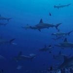 Malpelo liveaboard diving