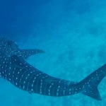 Malpelo liveaboard diving