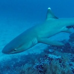 Malpelo liveaboard diving