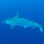 Buceo Malpelo Colombia