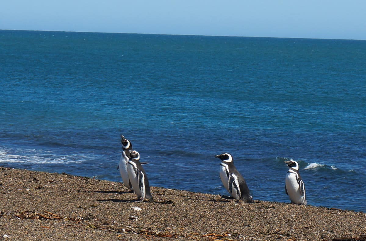 Penguins on the beach 