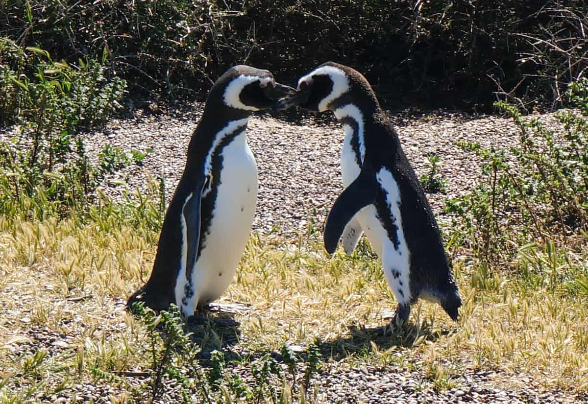 penguins kissing