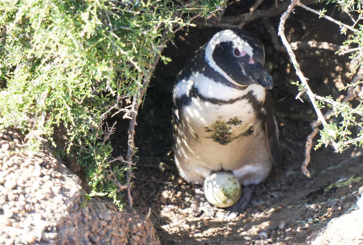 Magellanic penguin in Peninsula Valdes