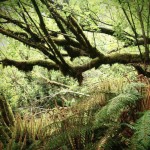 New Zealand's Ultimate Alpine Adventure: Hiking the Routeburn Track