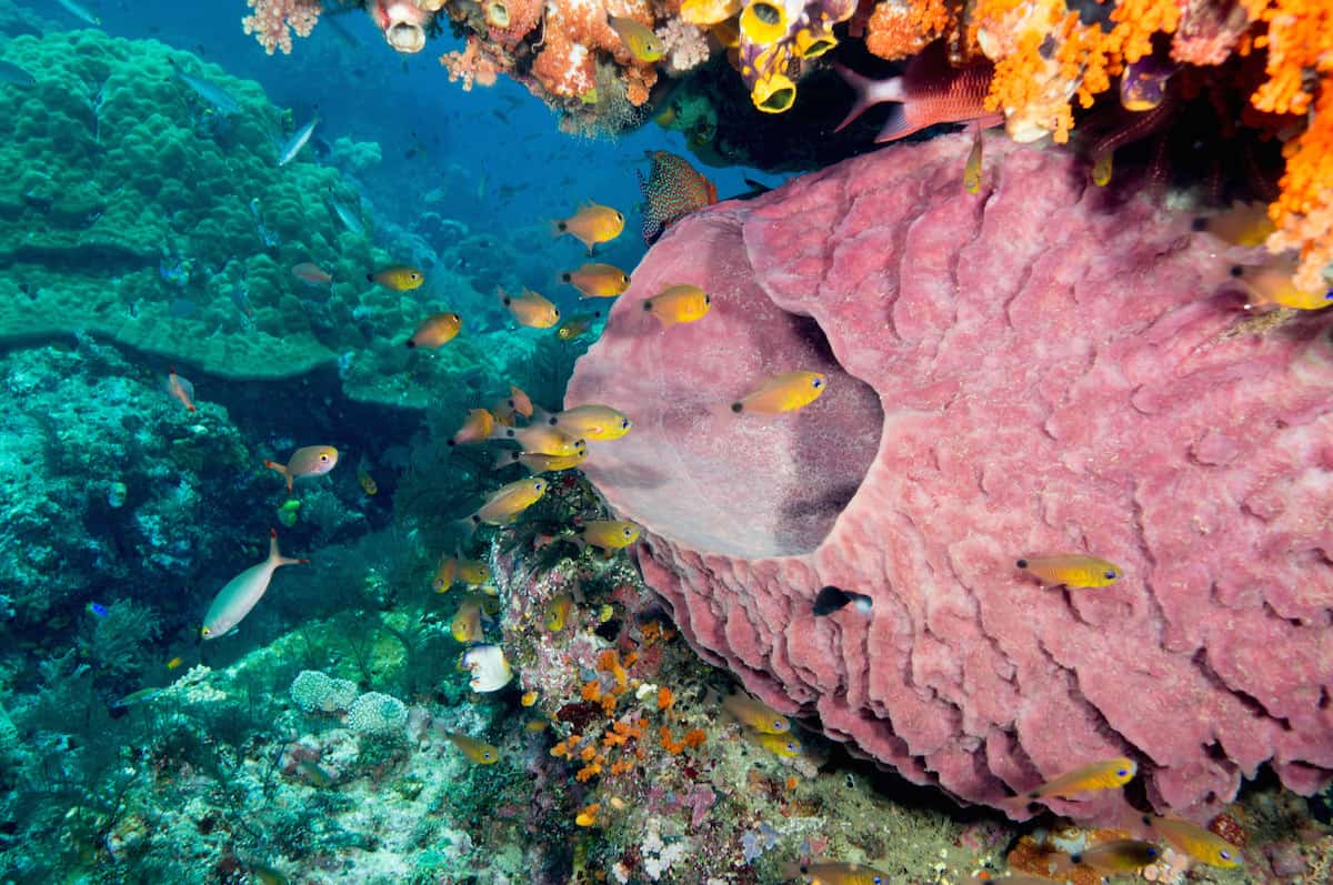 Raja Ampat - Indonesia