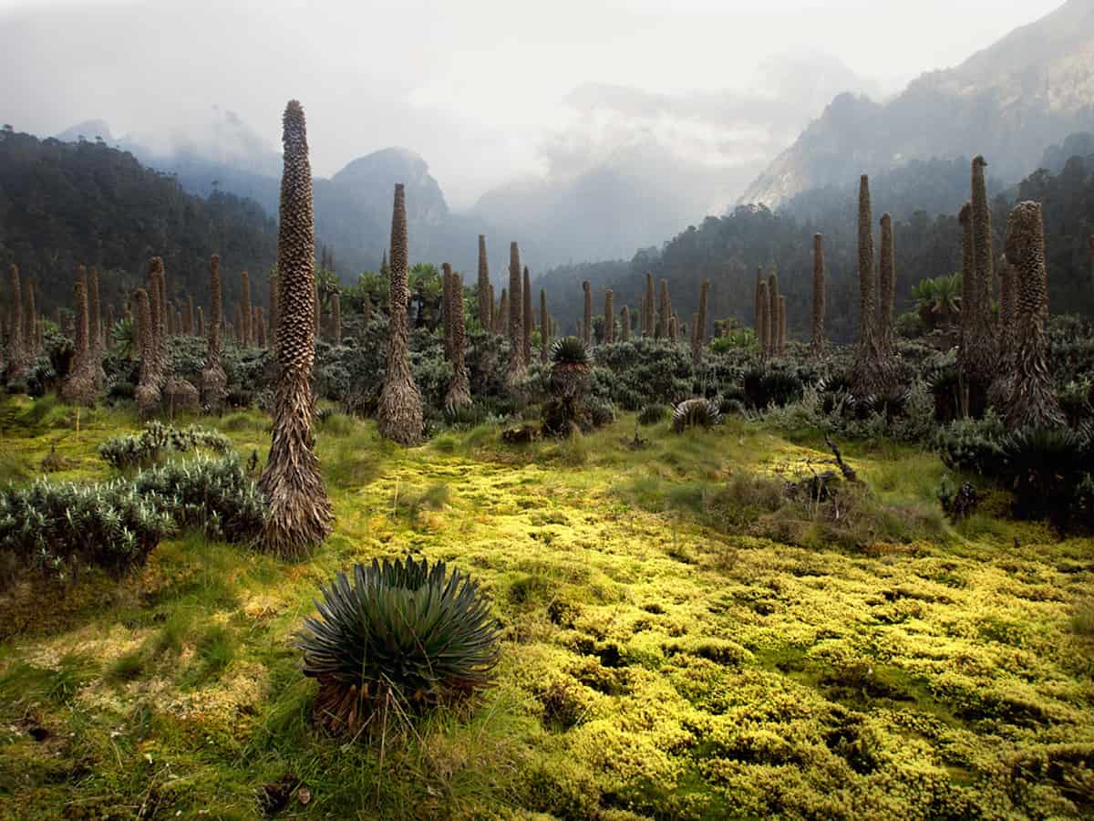 Rwenzori Mountains - Congo