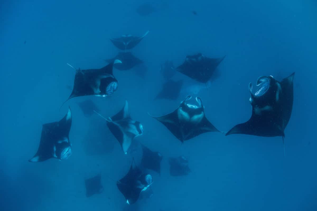 Scuba Diving Maldives