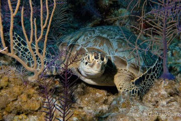 Best scuba diving in the Caribbean