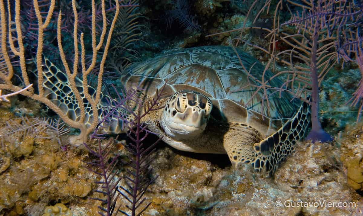 Scuba diving in Belize