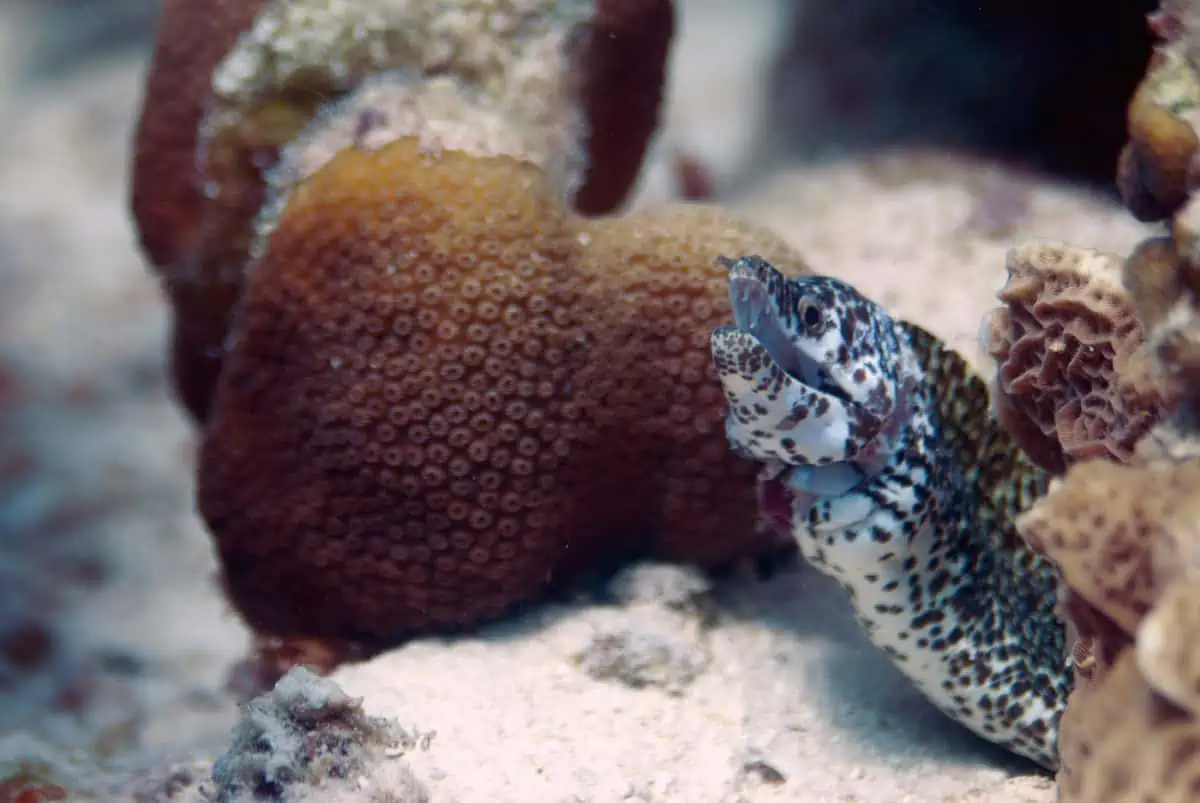 Scuba diving in Bonaire