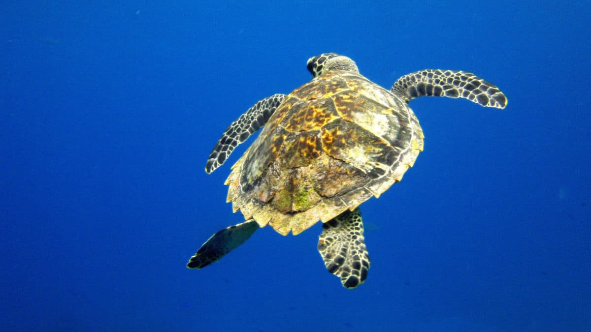 Scuba diving in Cozumel - Mexico