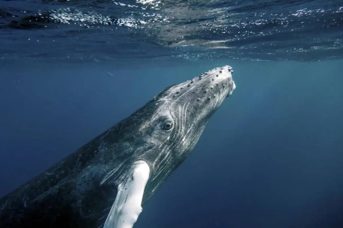 Scuba diving with humpback whales in Dominican Republic