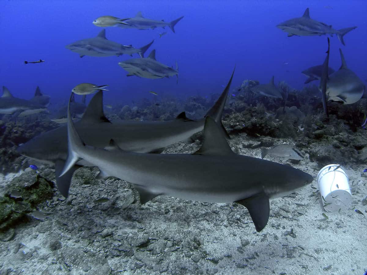 Shark diving in Roatan - Honduras